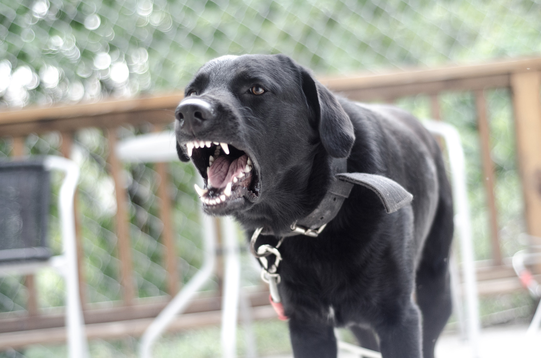 chien de laboratoire noir qui aboie et grogne dans la cour