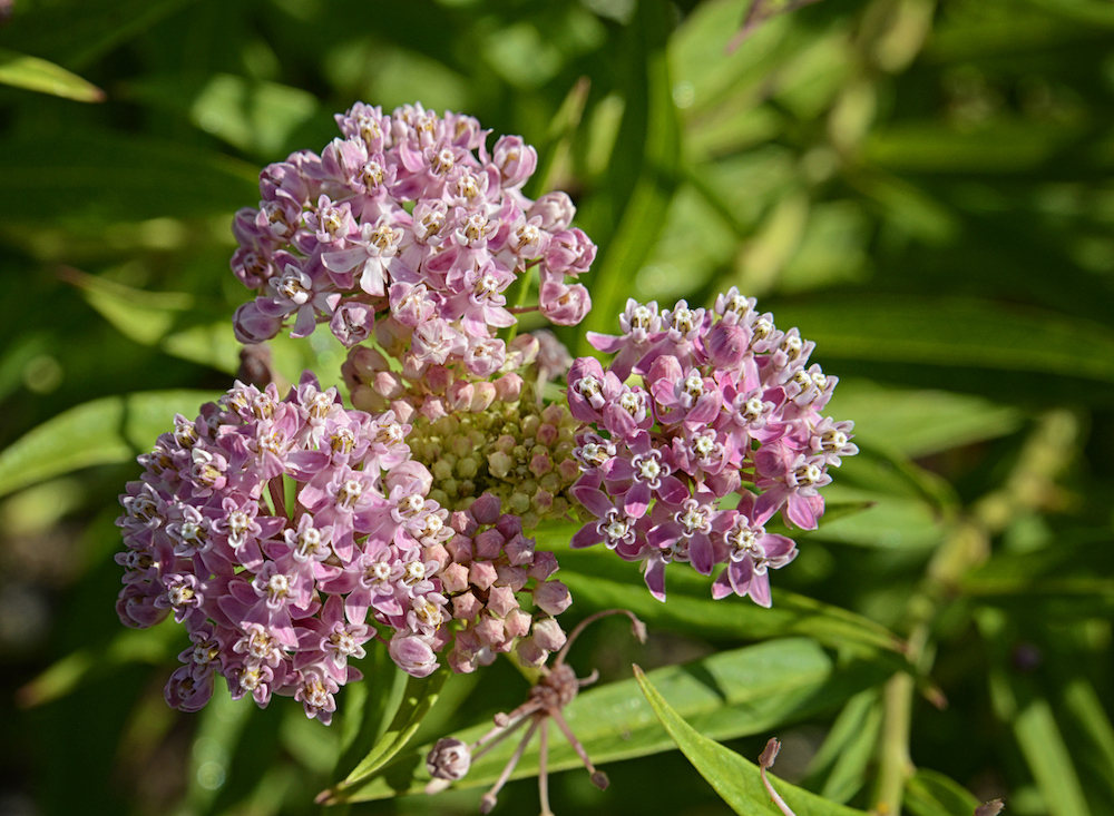 winter sowing - milkweed plant