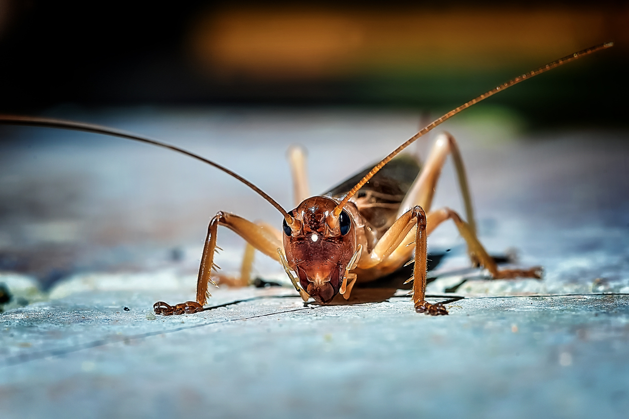 Cricket contre sauterelle