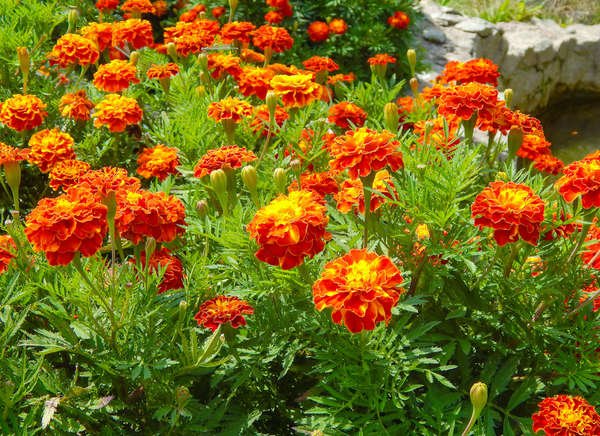 orange and yellow marigolds