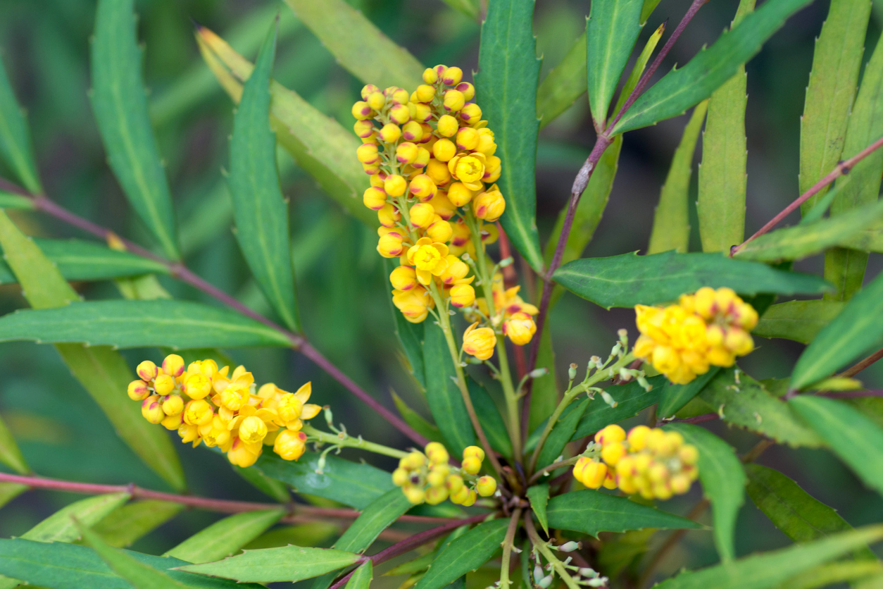 Close view of yellow berries on Oregon grape bush.