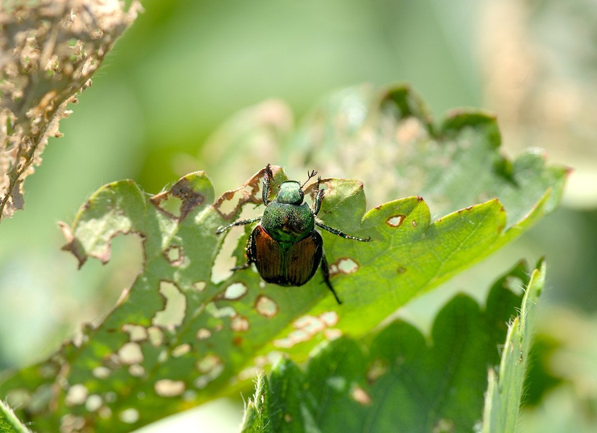 20 Tips for Keeping All Critters Out of Your Yard and Garden