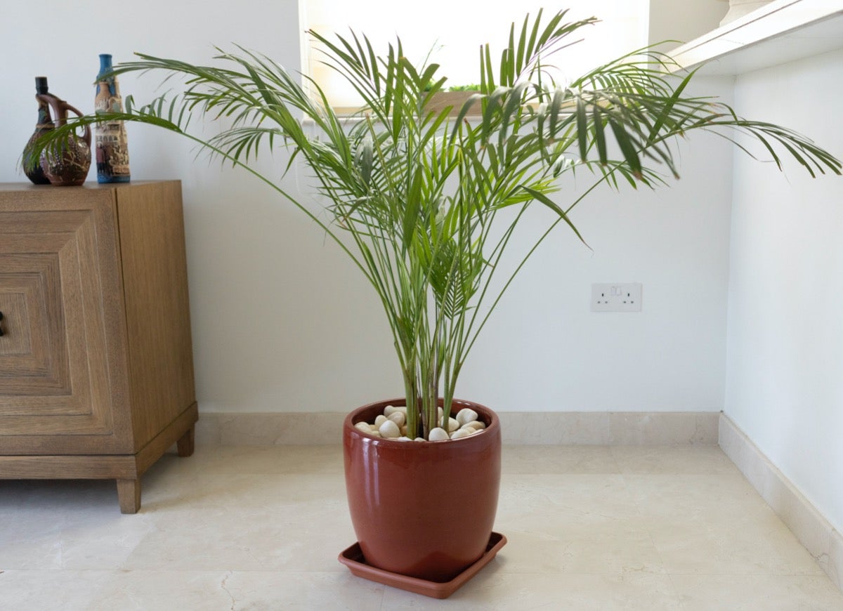 These 11 Plants May Help Keep Your House Cool