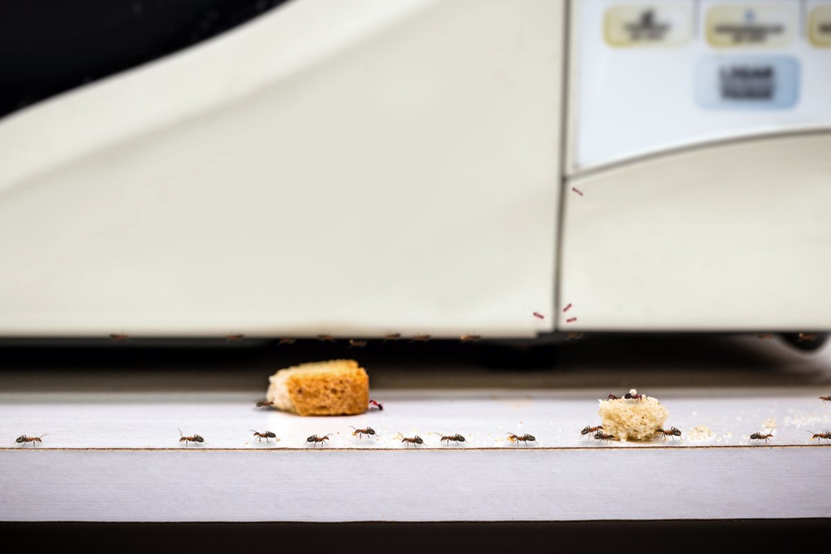 Une rangée de petites fourmis charpentières se promène le long d'un comptoir de cuisine pour manger et ramasser des morceaux de croûtons laissés devant un micro-ondes.