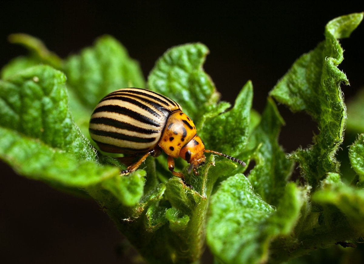 9 Signs You Have a Pest Problem in the Garden