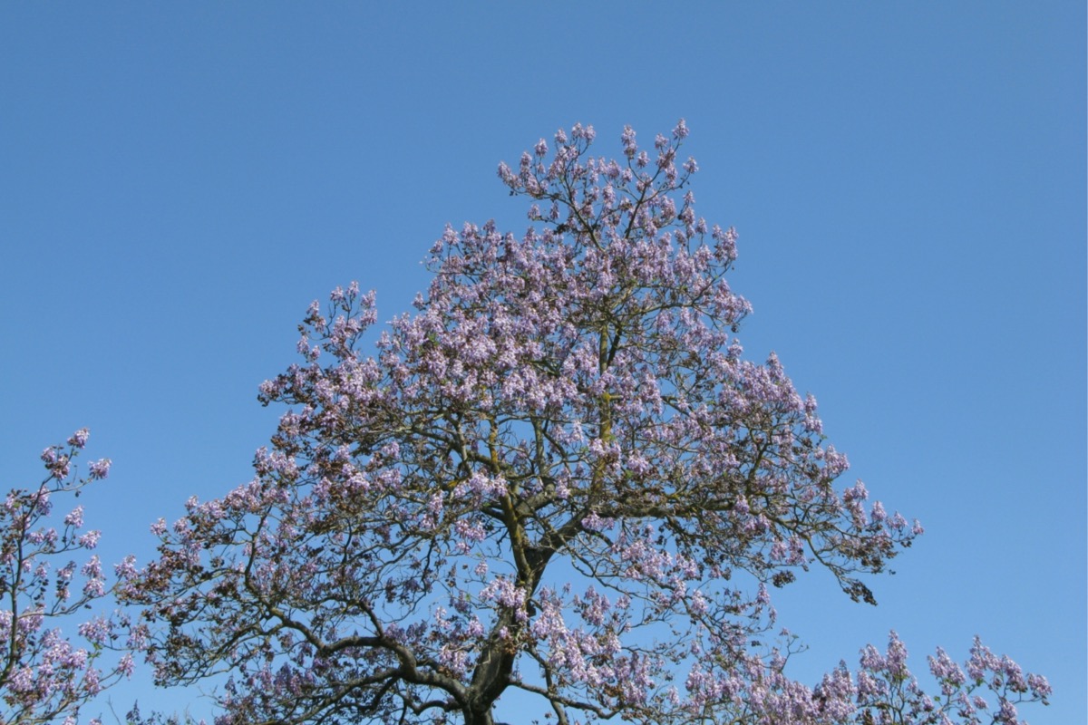 arbres en fleurs