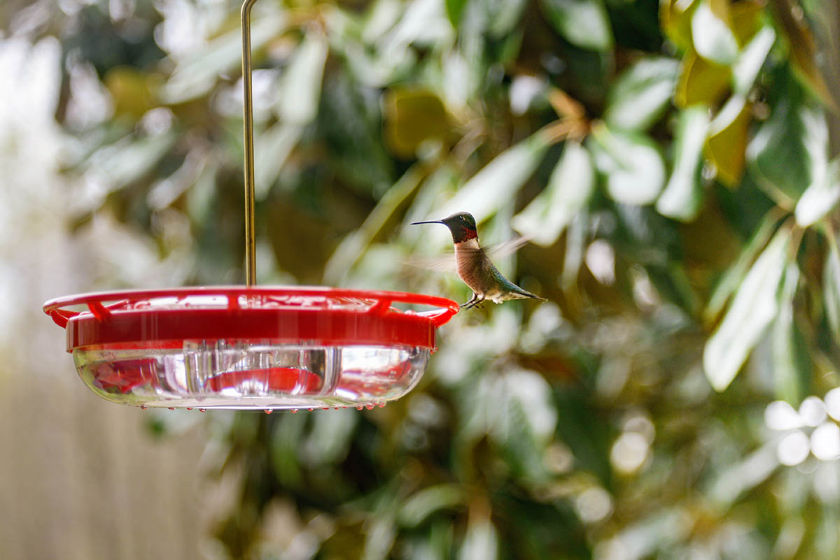 Hummingbird flying next to a red hummingbird feeder