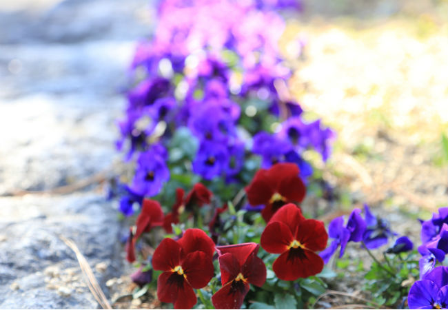 8 fleurs d'hiver colorées à connaître - La pensée d'hiver