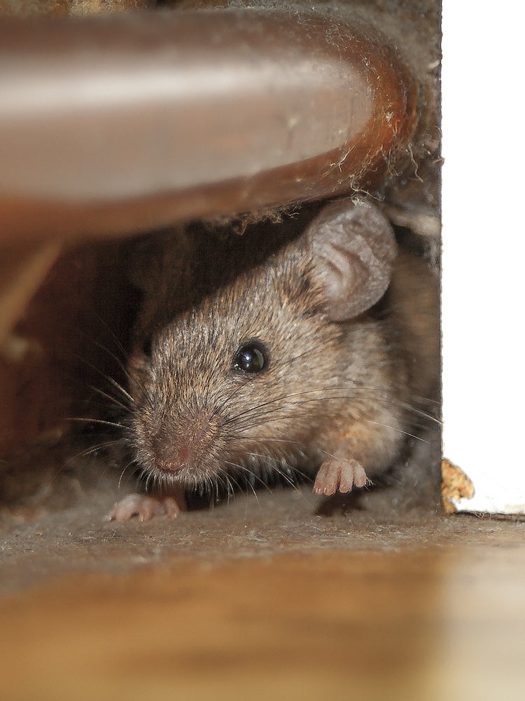 8 Pest-Control Myths You Shouldn’t Believe