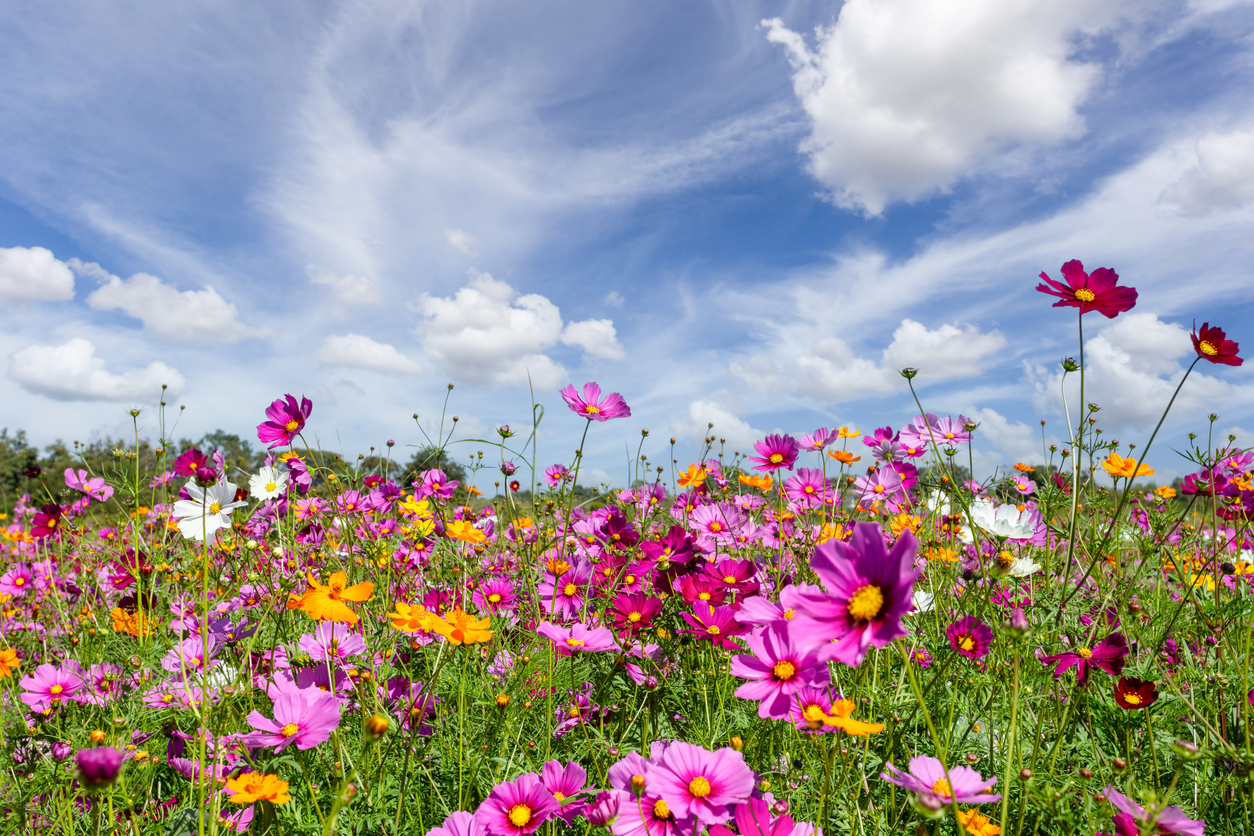 Field of colorful wildflowers.