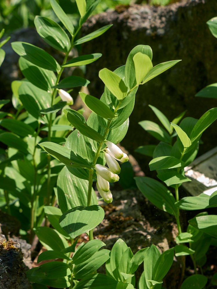 39 Plants You’ll Love If You Hate Fall Yard Work