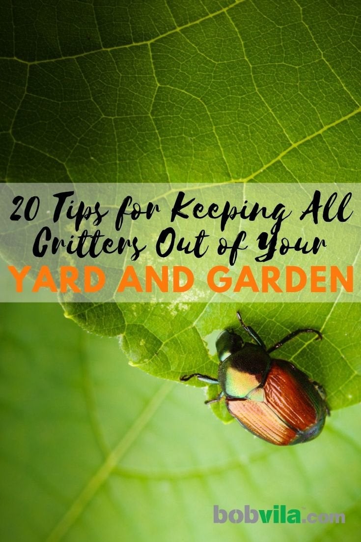 20 Tips for Keeping All Critters Out of Your Yard and Garden