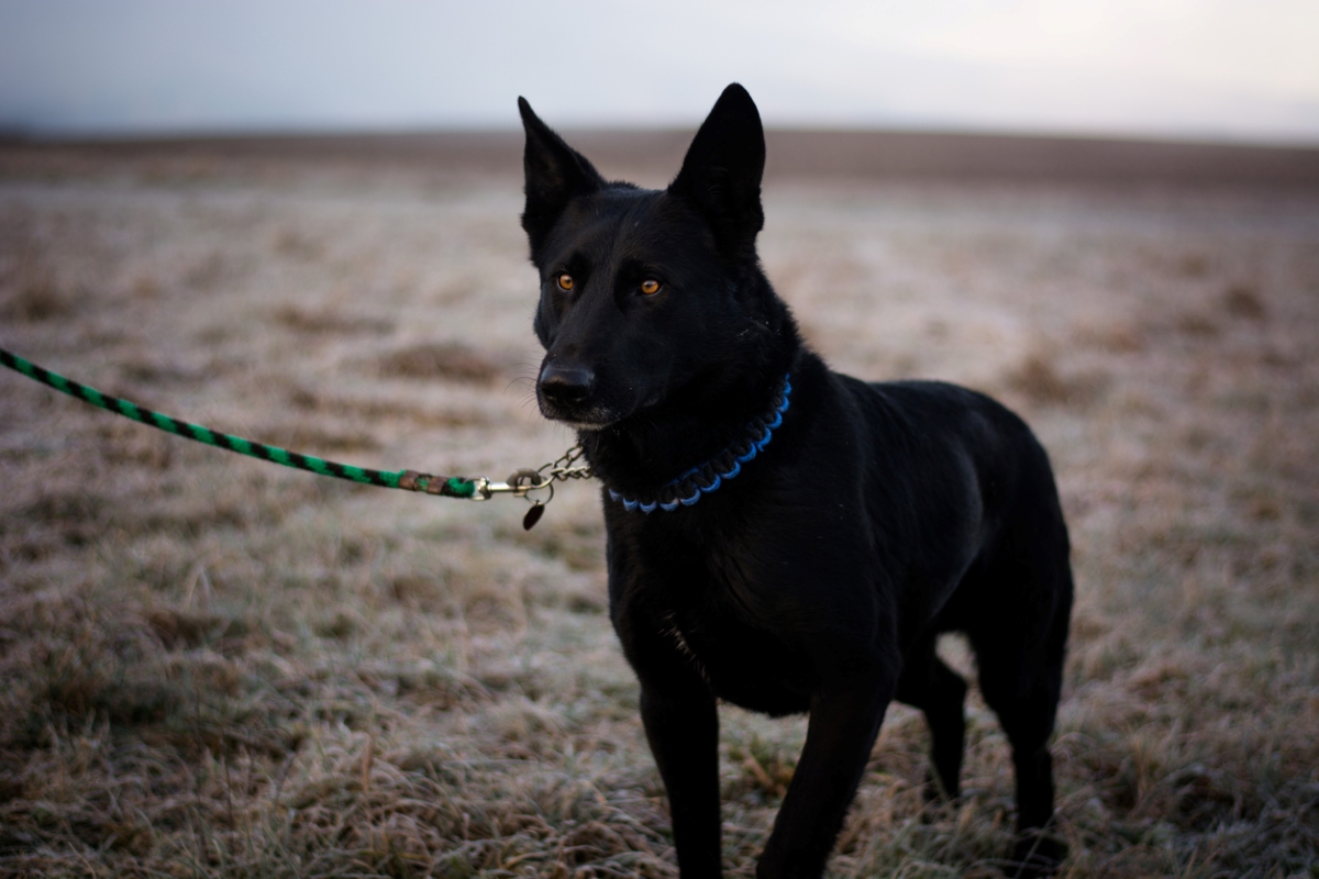 Dog on paracord leash