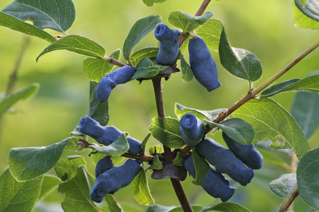 berry bushes