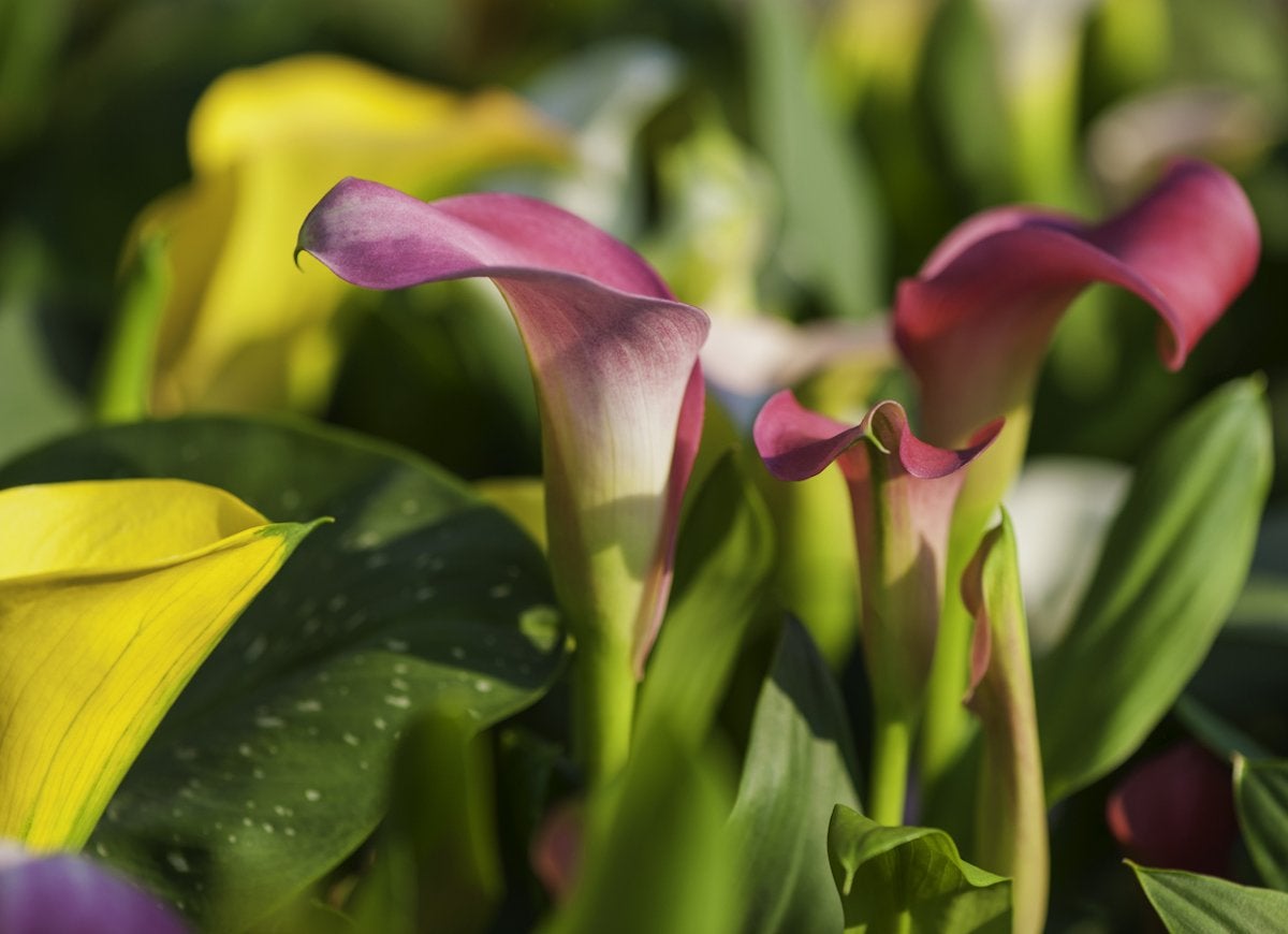 10 Pretty Plants You Didn’t Know Were Poisonous