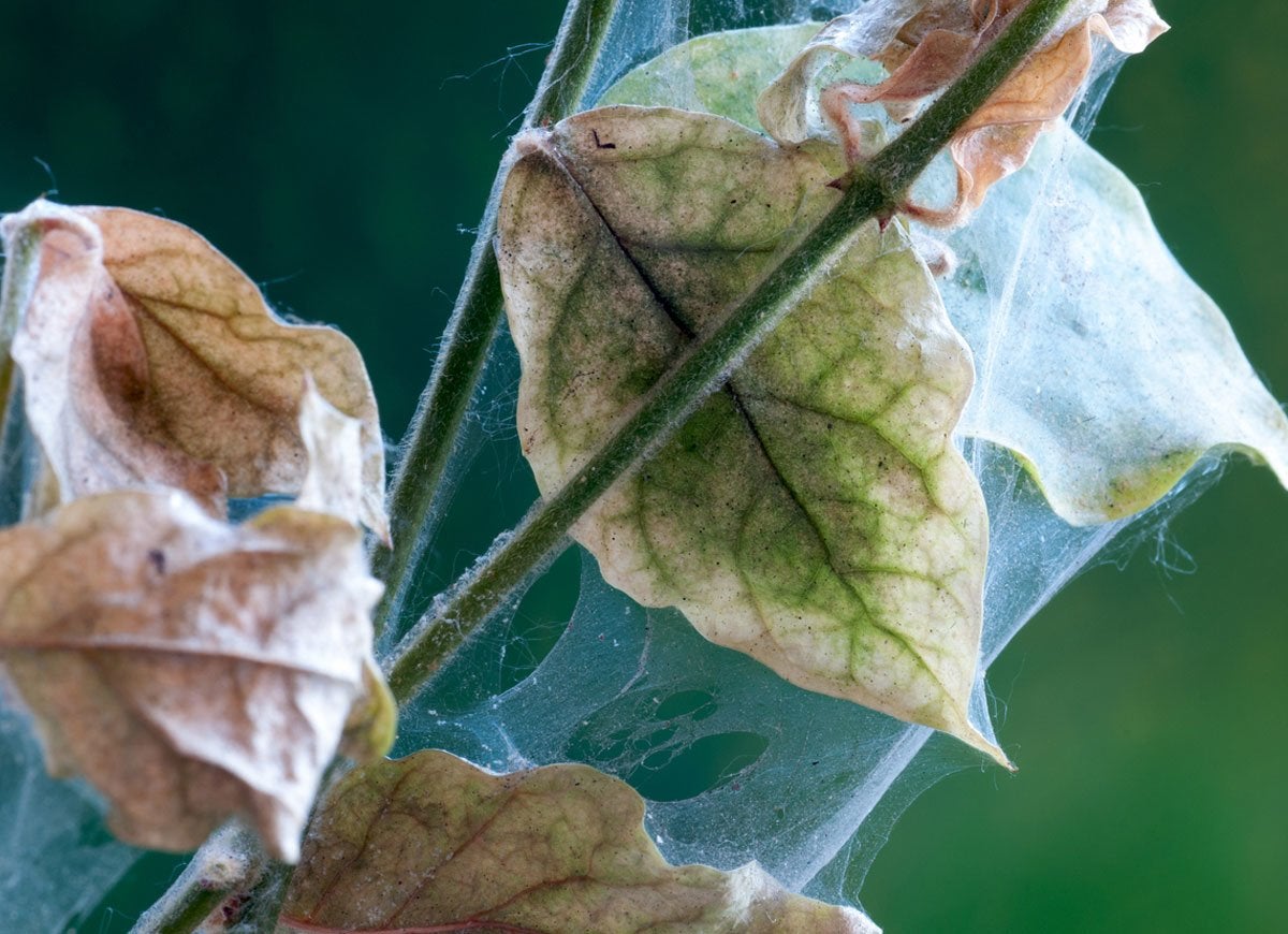 11 Reasons Your Houseplants Are Dying