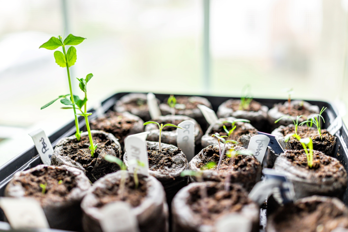 Plant seedlings in peat pellets.