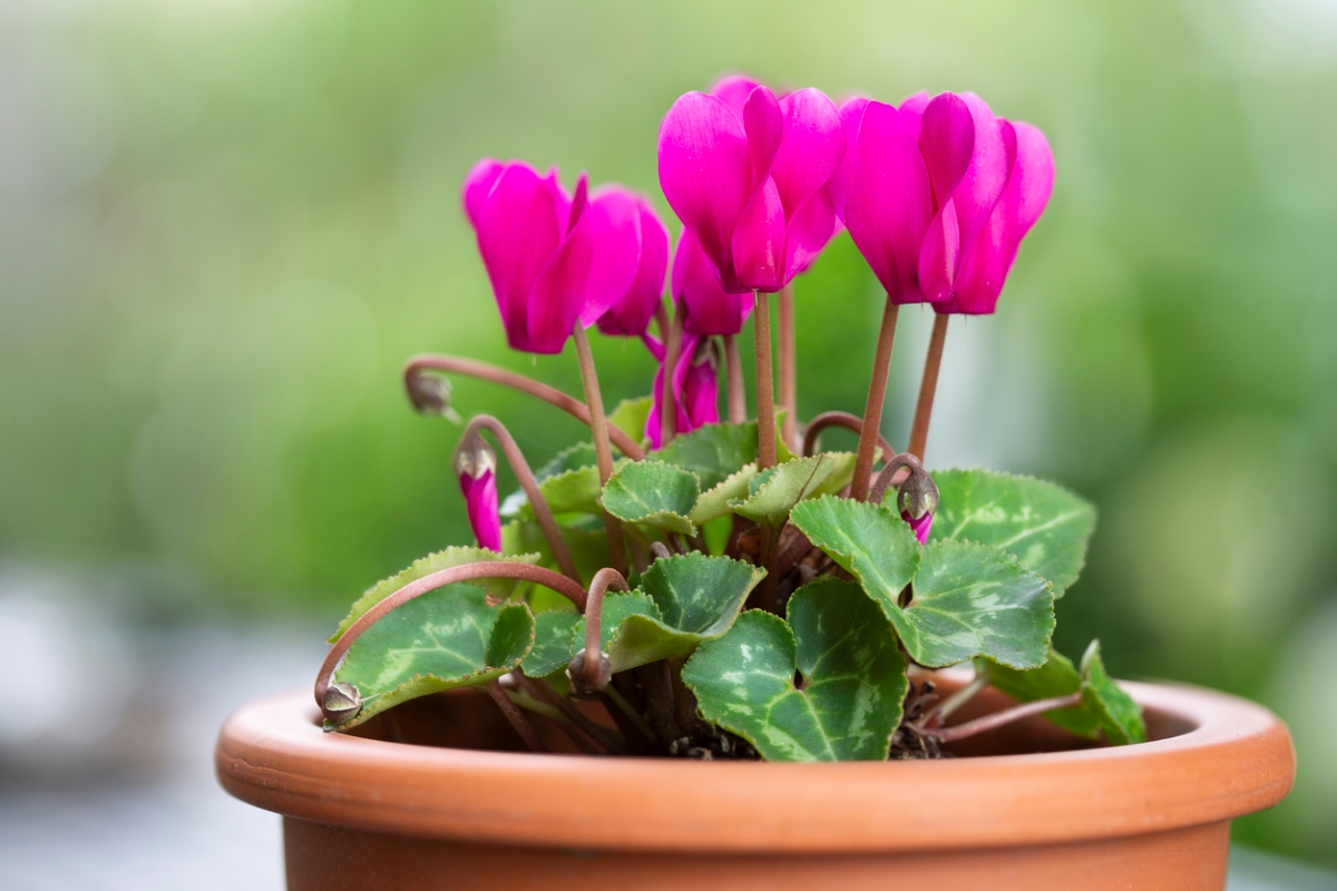 Christmas plants - pink cyclamen bloom