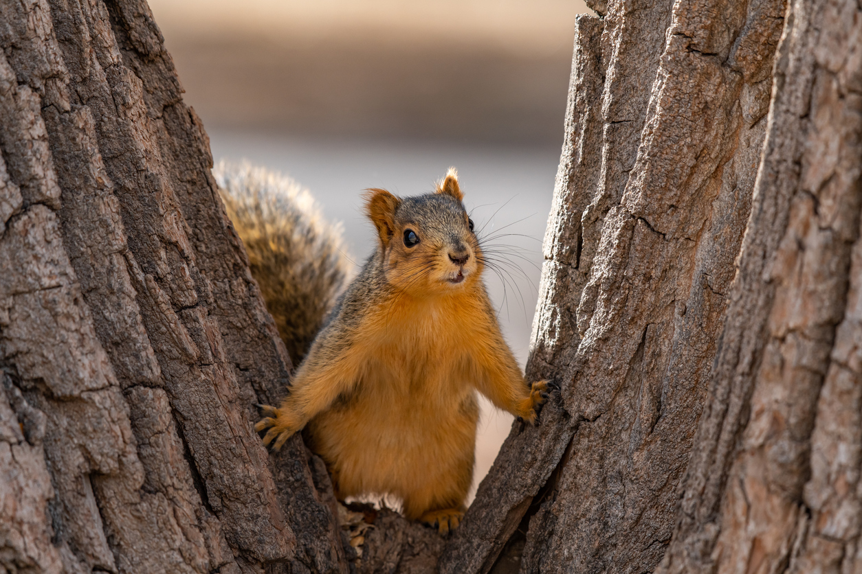 A casual Fox Squirrel Ready to Listen