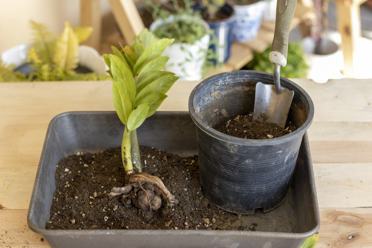 zz rempotage et transplantation de plantes