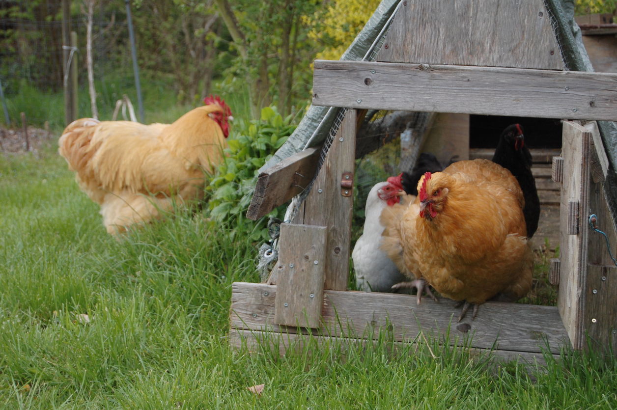 iStock-1150728101 egg prices raising chickens hens in a covered chicken coop