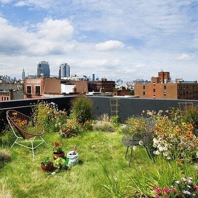 Trending Now:  Green Roofs