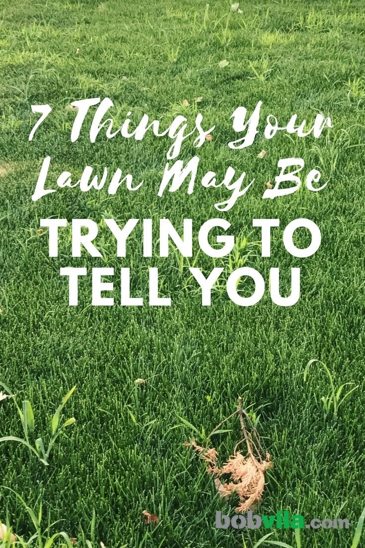 7 Things Your Lawn May Be Trying to Tell You