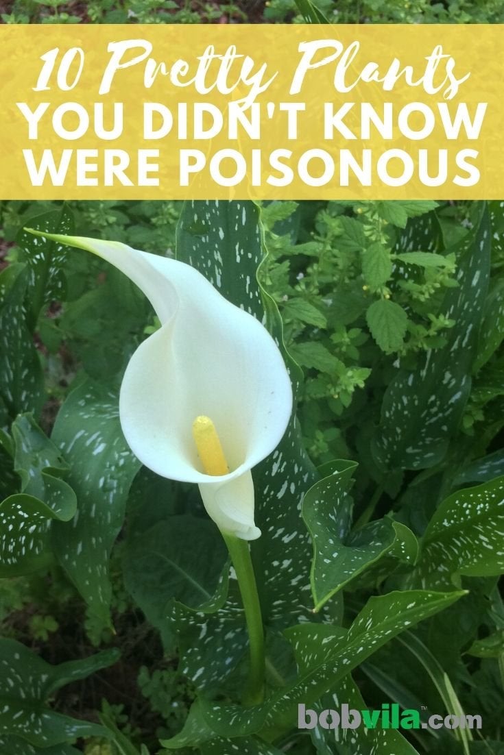 10 Pretty Plants You Didn’t Know Were Poisonous