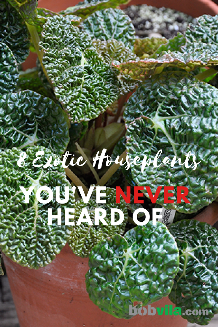 8 Exotic Houseplants You’ve Never Heard Of