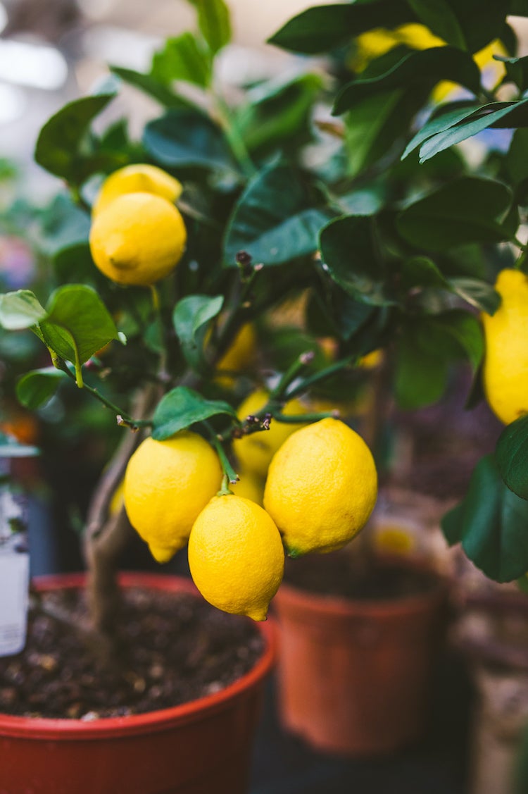 10 Indoor Fruit Trees You Can Grow at Home Year-Round