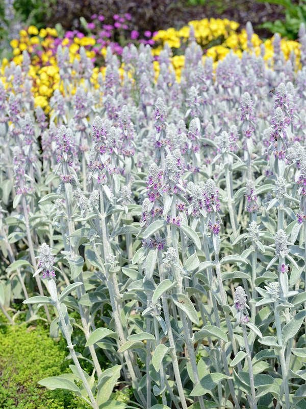 Lamb’s Ear (Stachys byzantina)