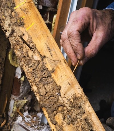 Termite Damage