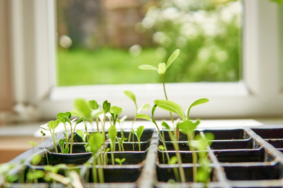 Young plant seedlings in tray growing near windowsill.