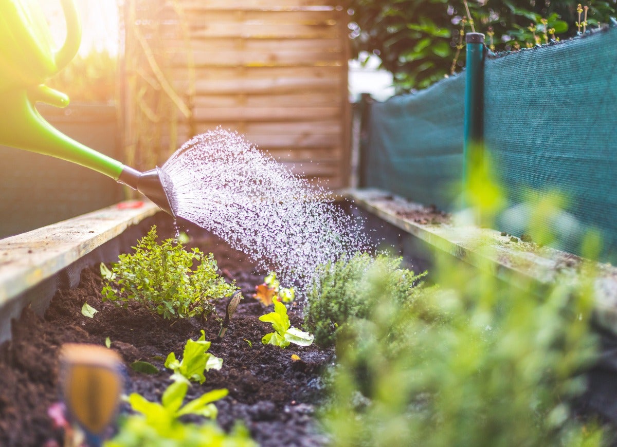 10 Ways Your Backyard Garden Can Combat Climate Change