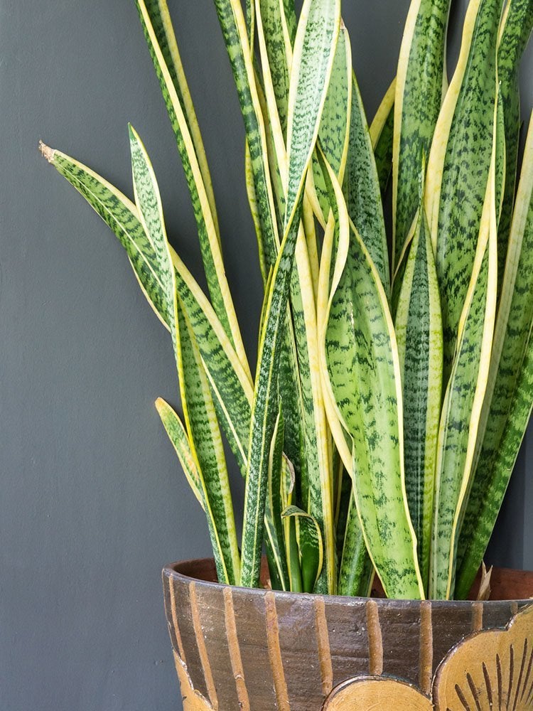 Count On These 25 Indoor Plants for Easy Color Year-Round