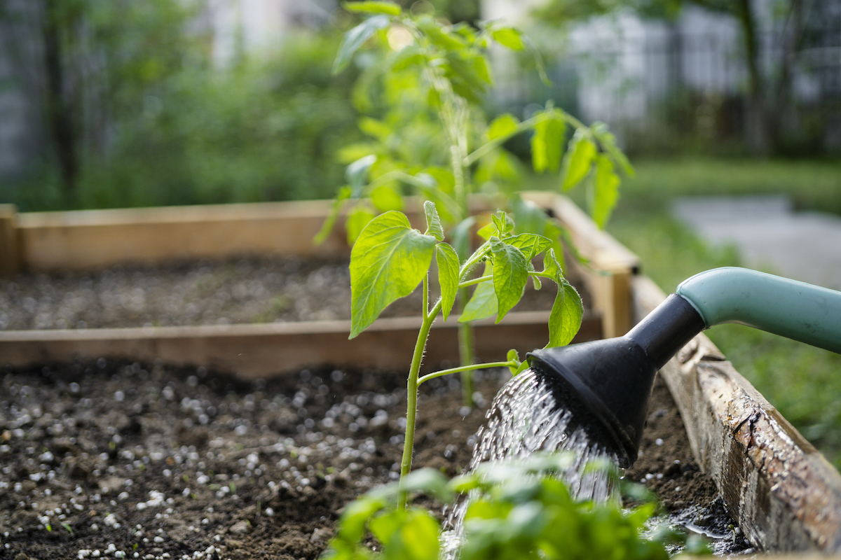 Arrosage du sol du potager avec un arrosoir.