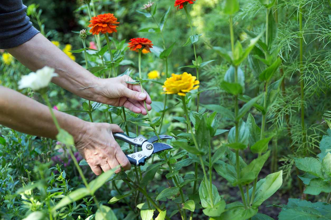 soins du zinnia