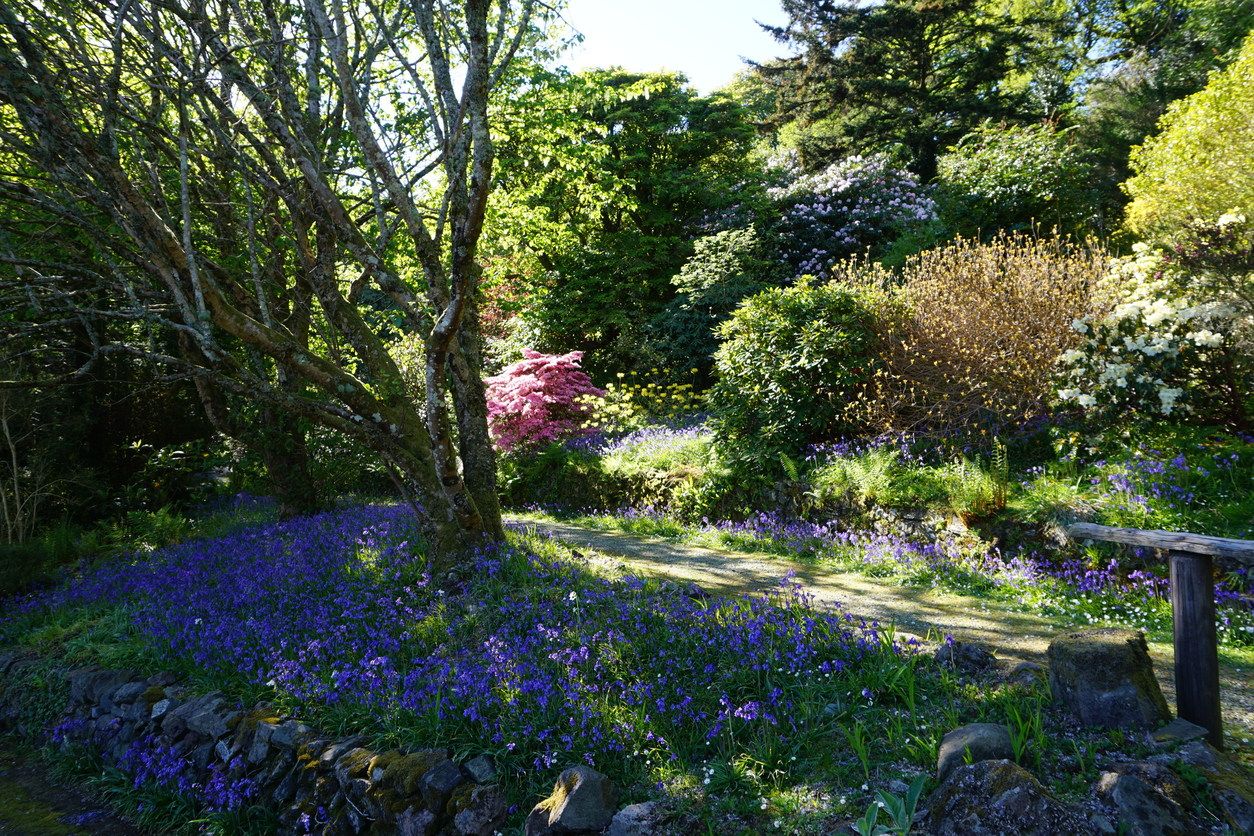 Woodland garden