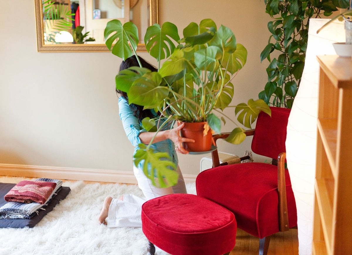 11 Reasons Your Houseplants Are Dying