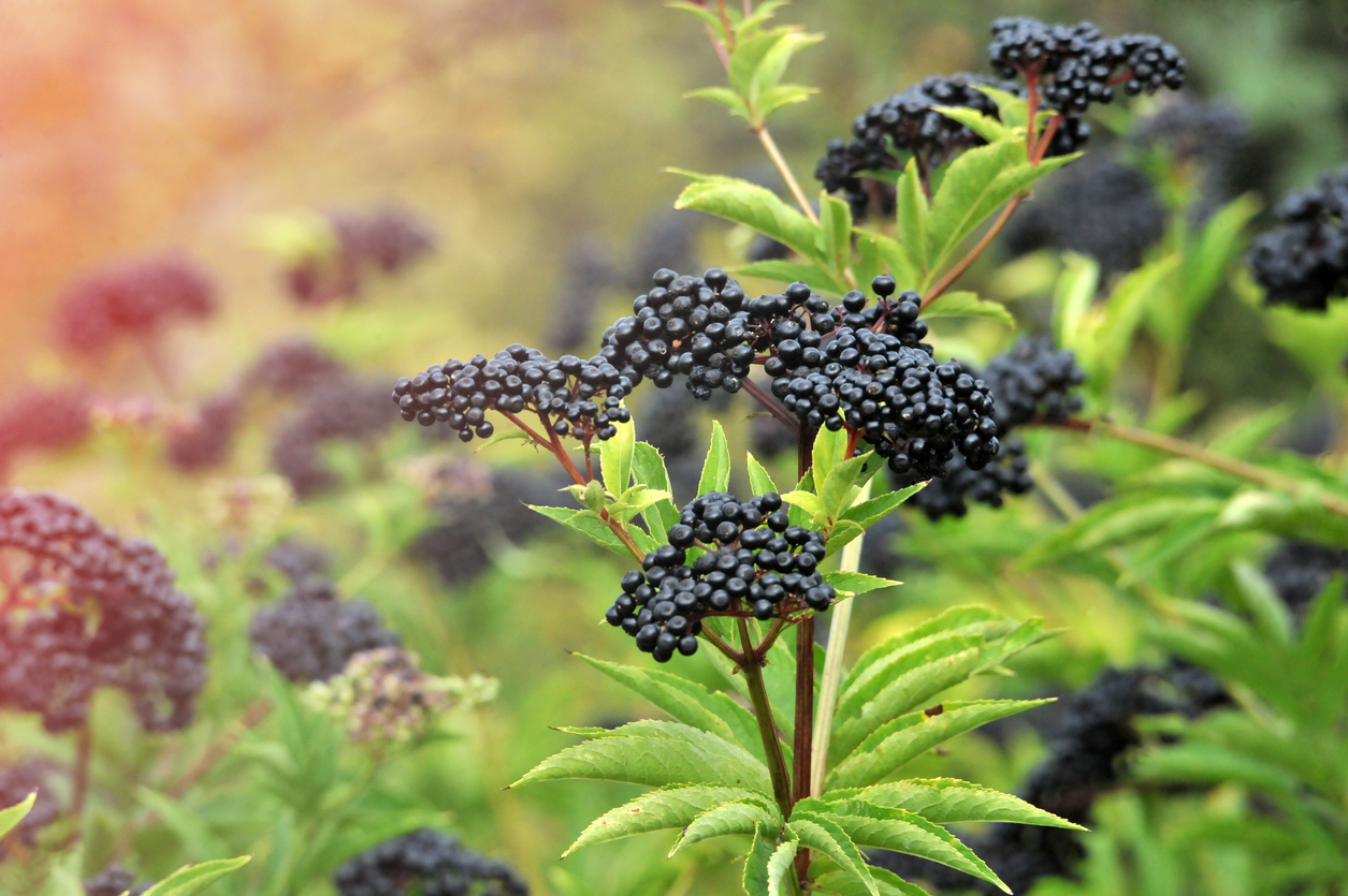 berry bushes