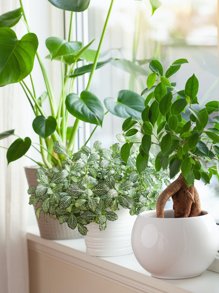 10 Low-Maintenance Houseplants to Keep Indoor Air Fresh