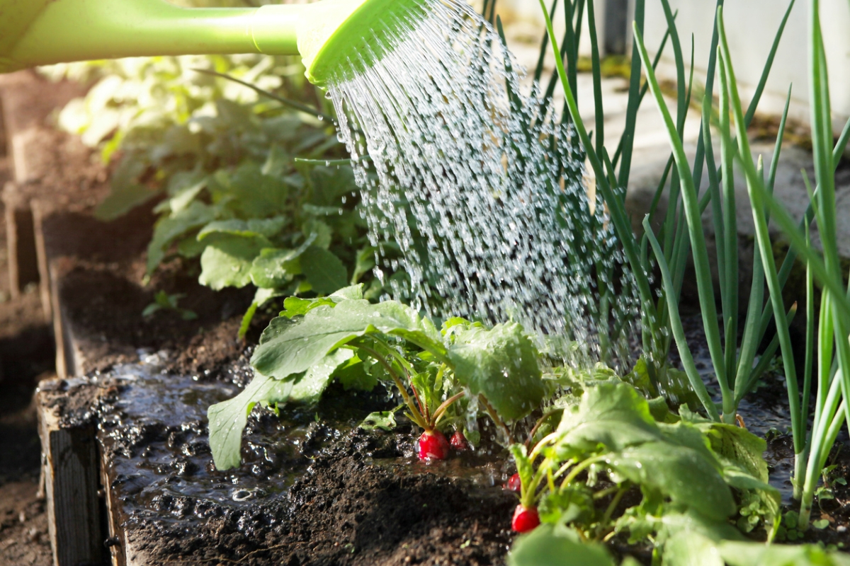 Utiliser un arrosoir pour arroser les radis qui poussent dans le jardin.