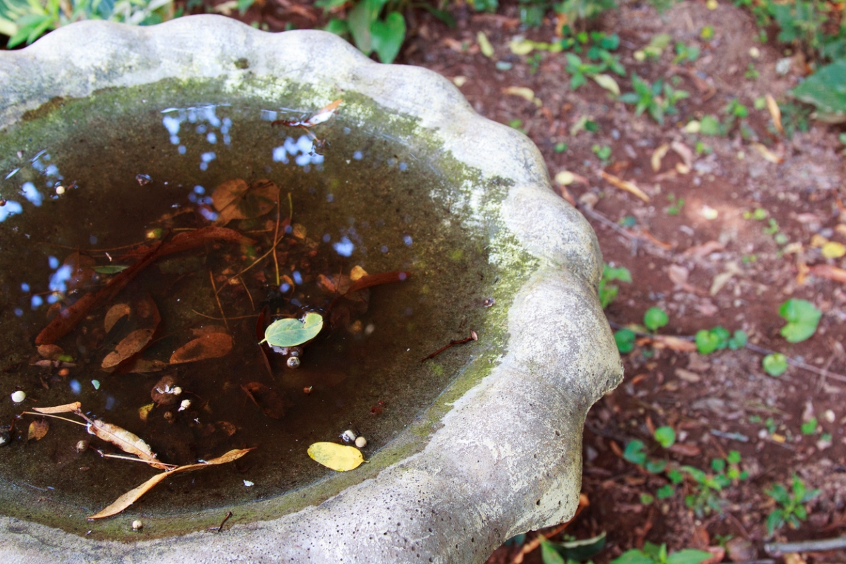 Dirty bird bath