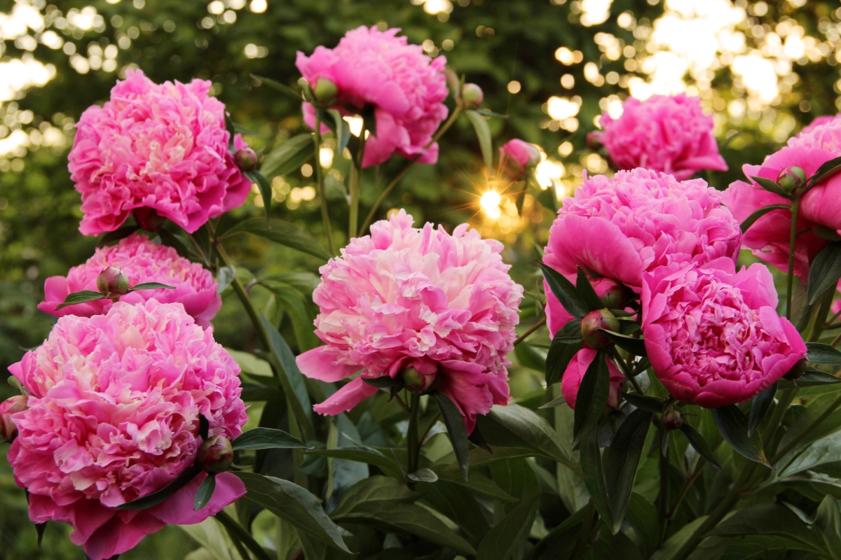 Several large pink flower blooms during sundown.