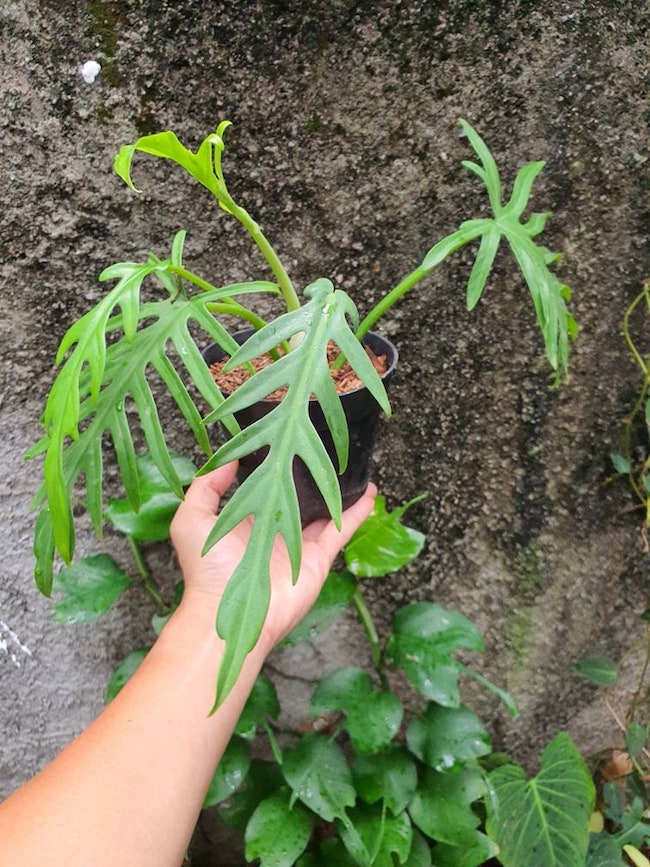 skeleton key philodendron varieties