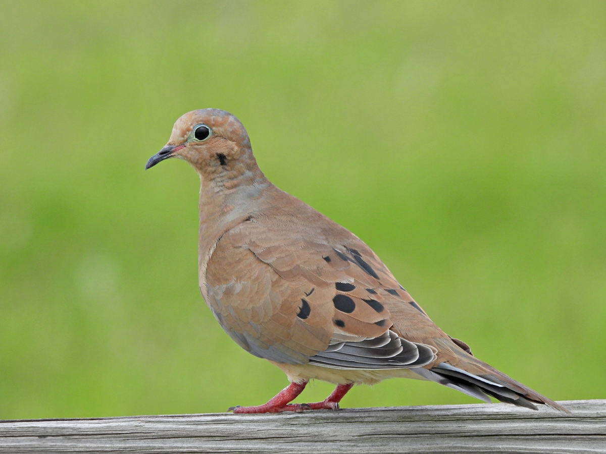 Brown bird with blue eye ring