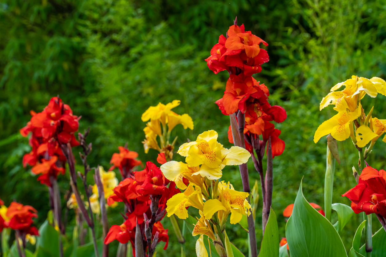 Fleurs de lys canna jaune et rouge des variétés 'King Humbert&#039 ; et 'Red Velvet&#039 ; respectivement