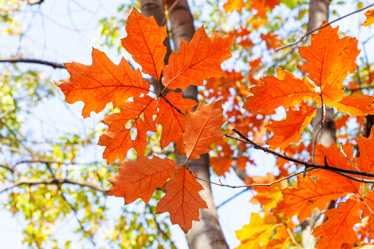 Gros plan sur des feuilles de chêne rouge