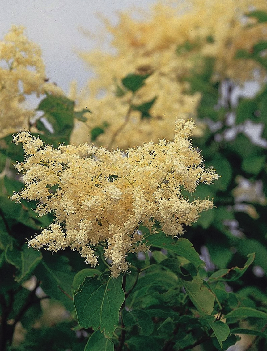 lilac varieties