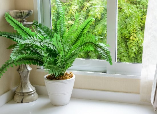 How to Help Your Houseplants Survive the Winter